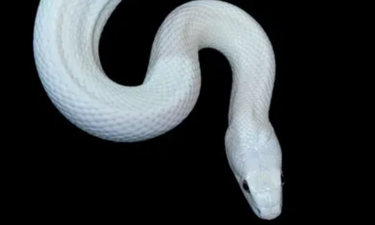 Albino Texas Rat Snake