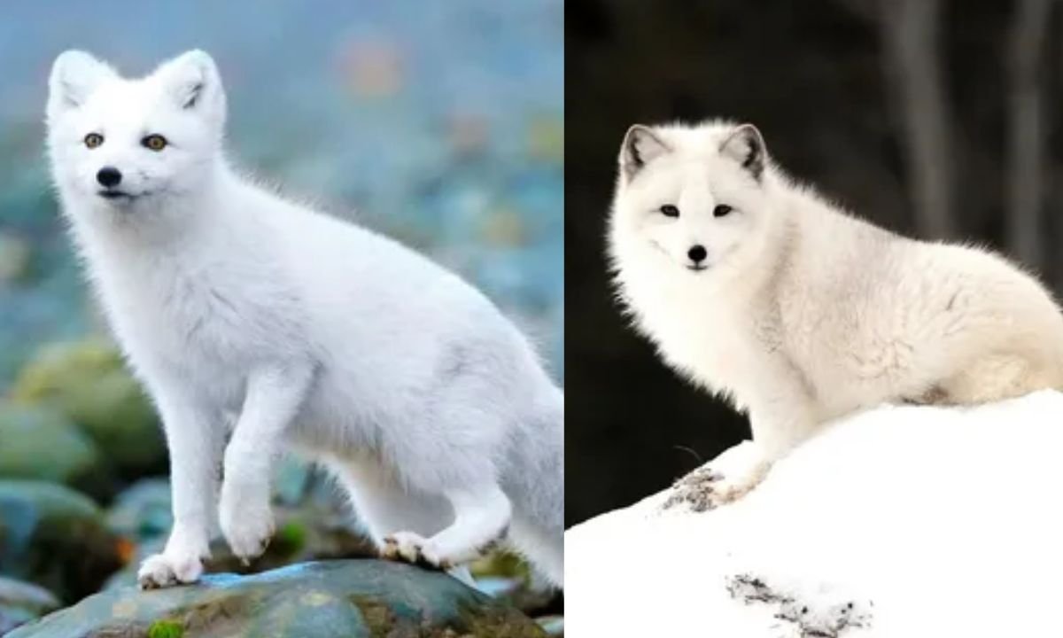 Arctic Fox