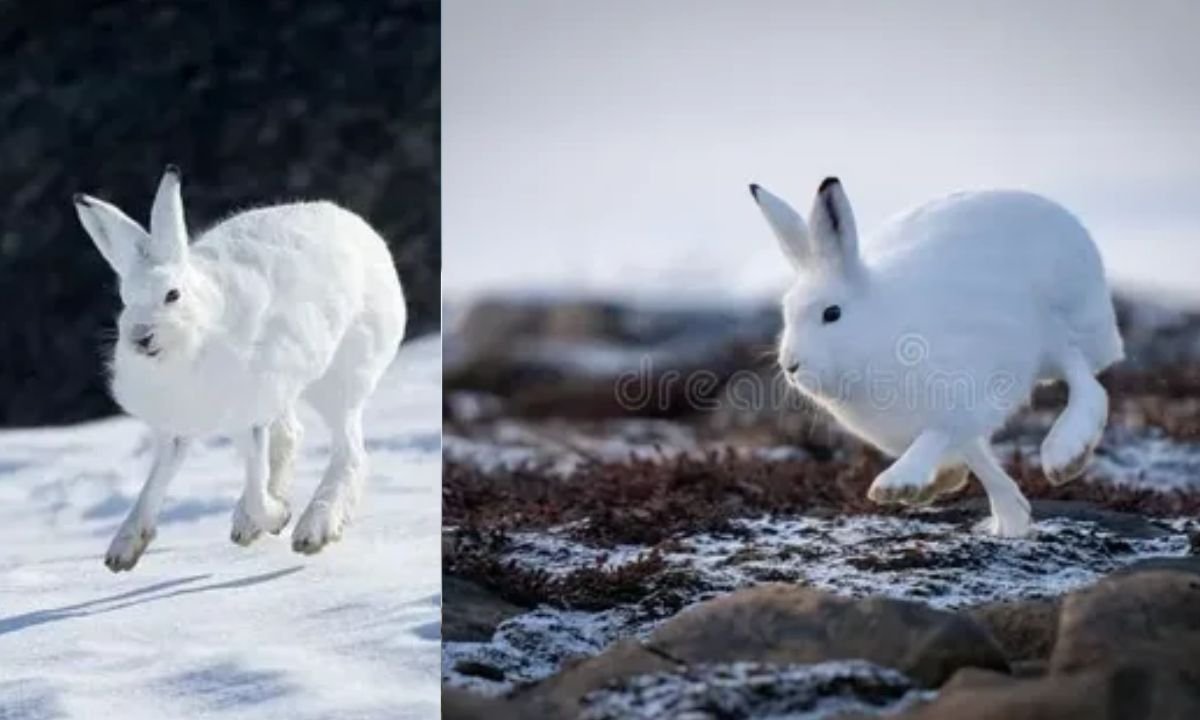 Arctic Hare