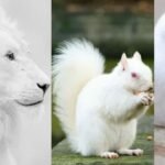 Beautiful Pure White Animals