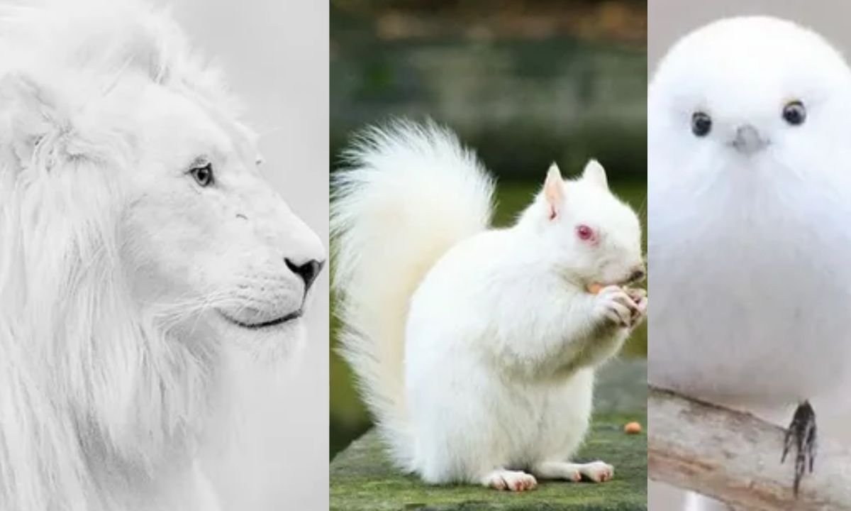 Beautiful Pure White Animals