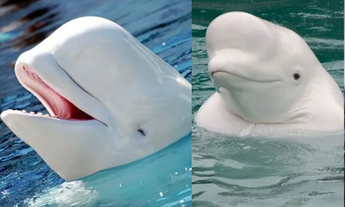 Beluga Whale