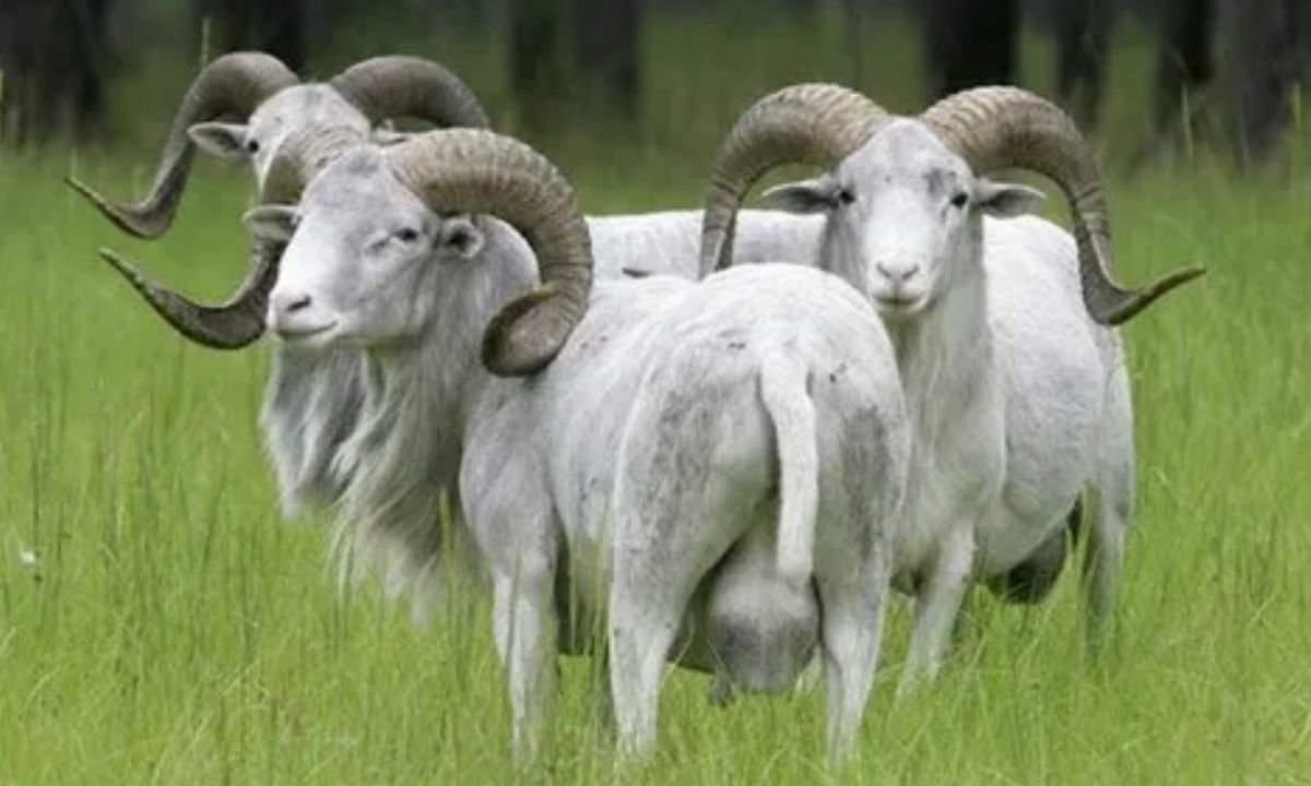 Dall’s Sheep