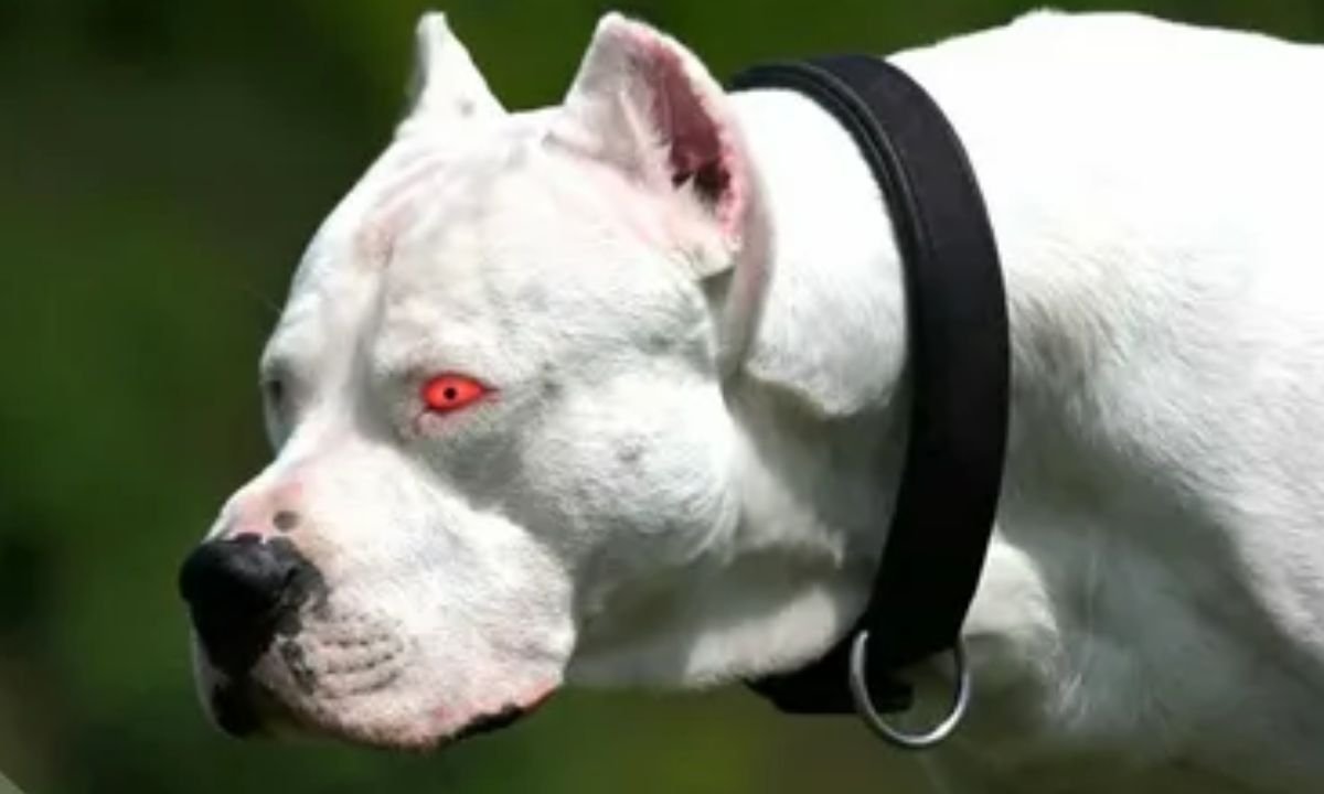 Dogo Argentino 