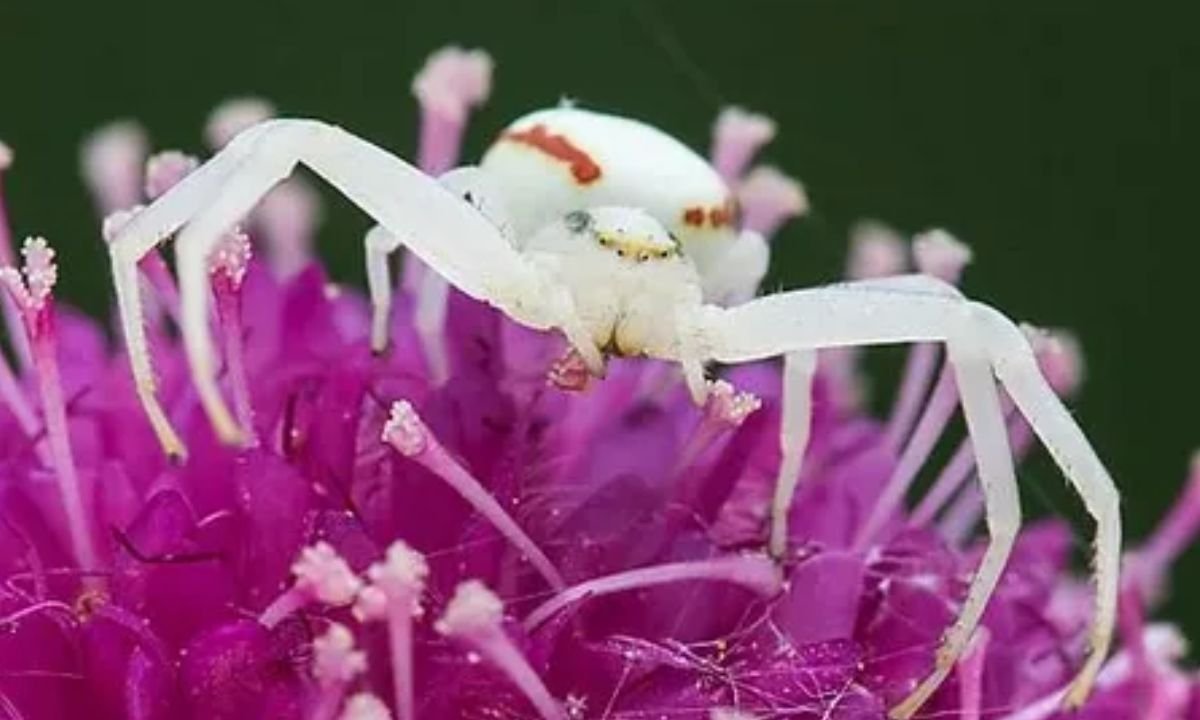 Goldenrod Crab Spider