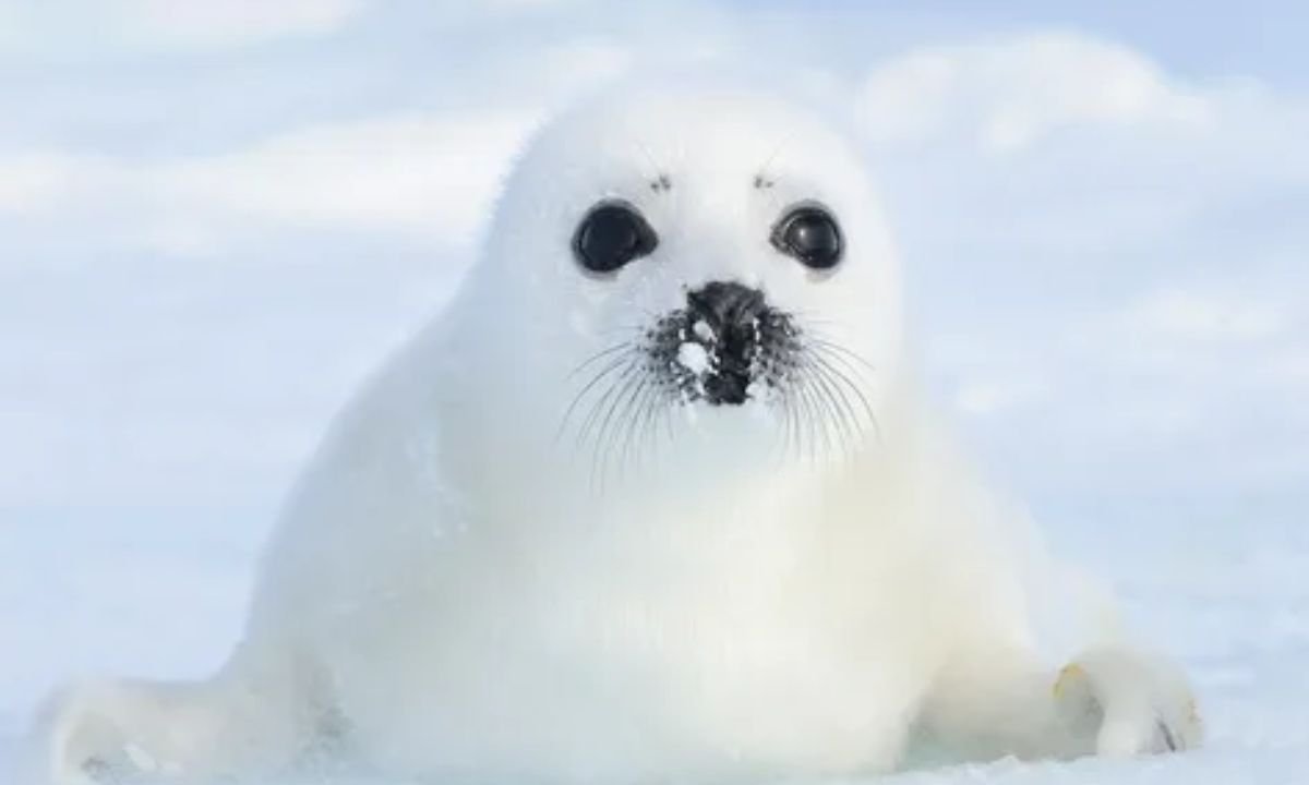 Harp Seal