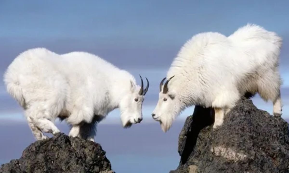 Mountain Goat