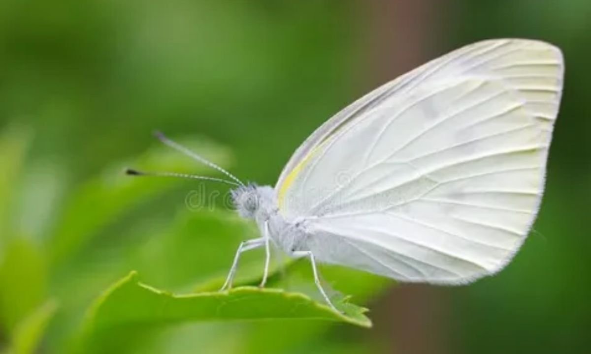 Small White Butterfly