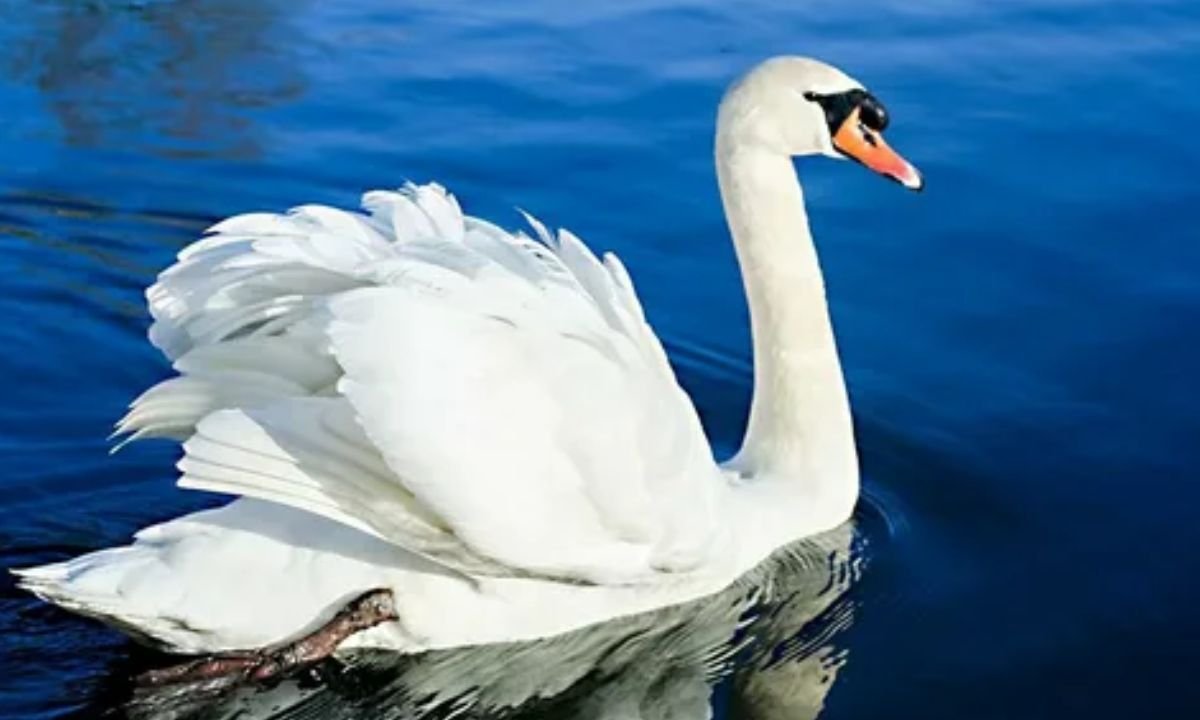 Swan