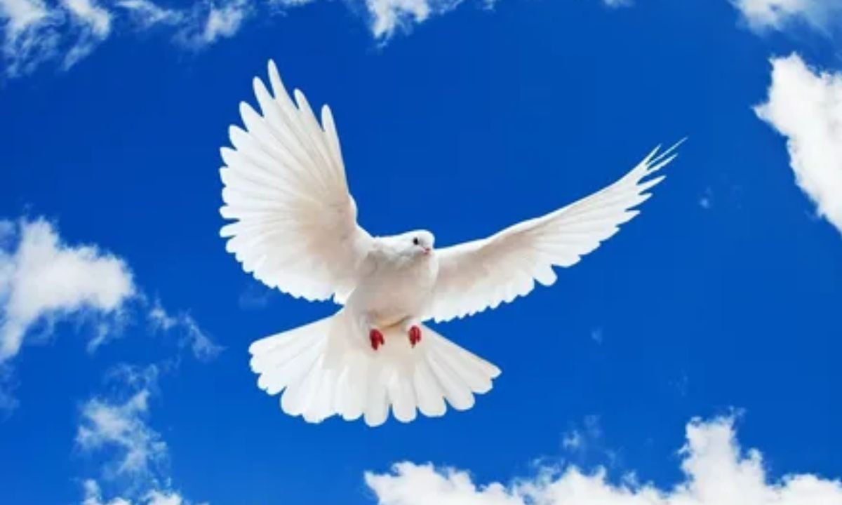 White Dove