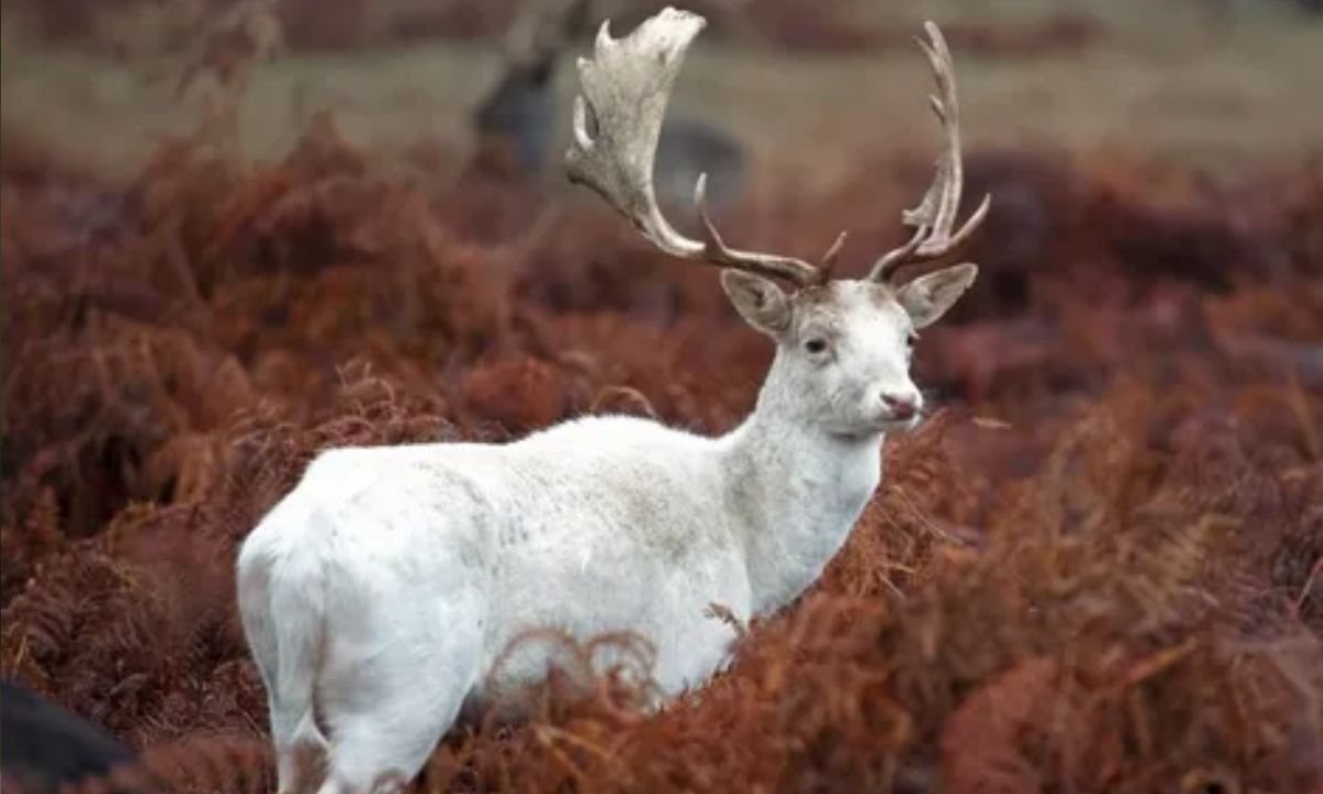 White Fallow Deer