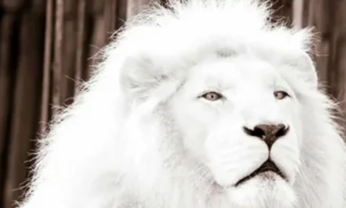 White Lion