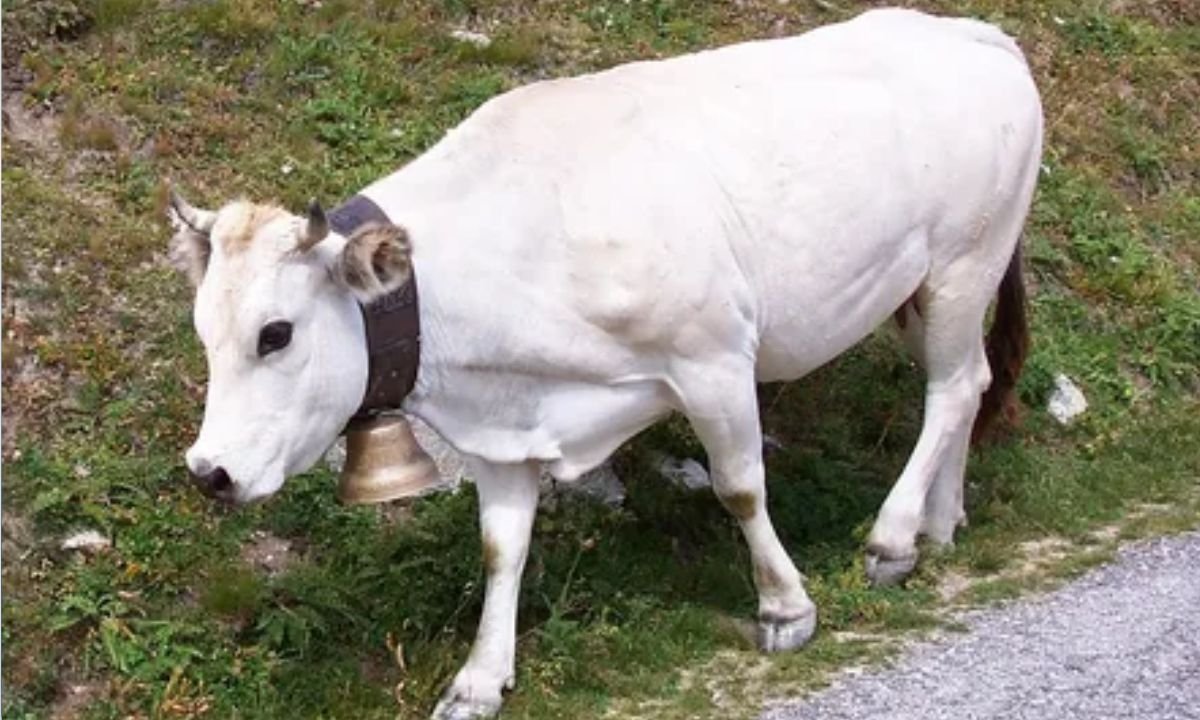 White Park Cattle