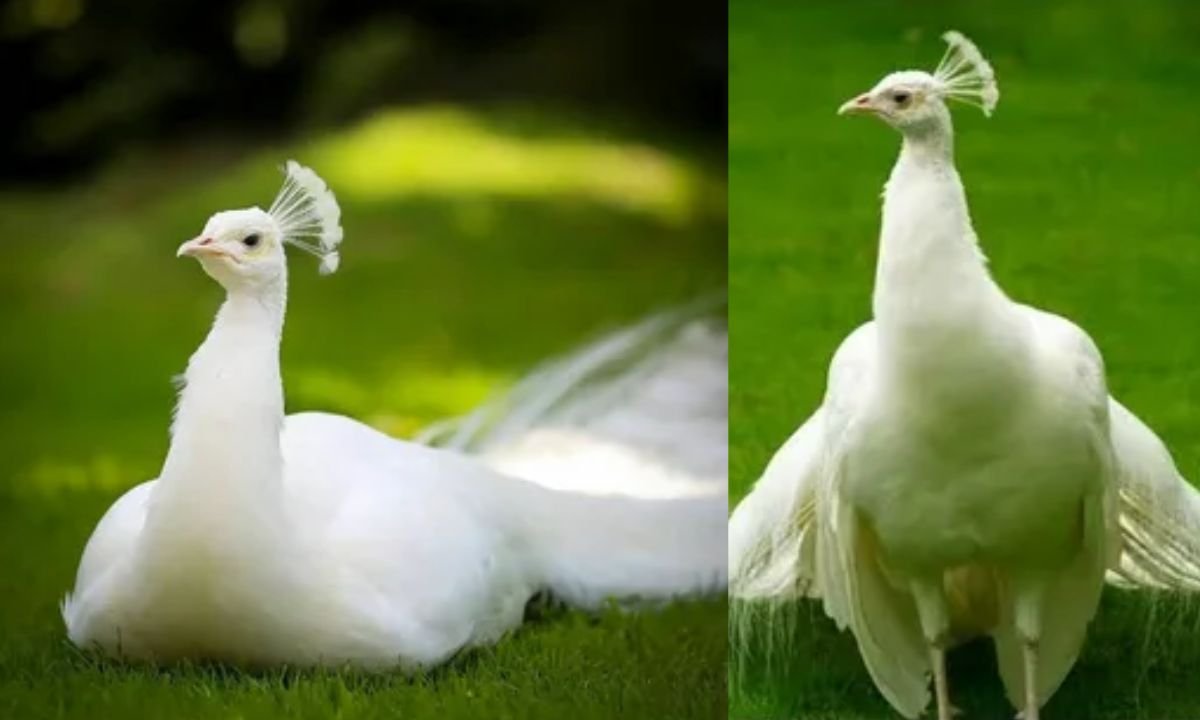 White Peafowl