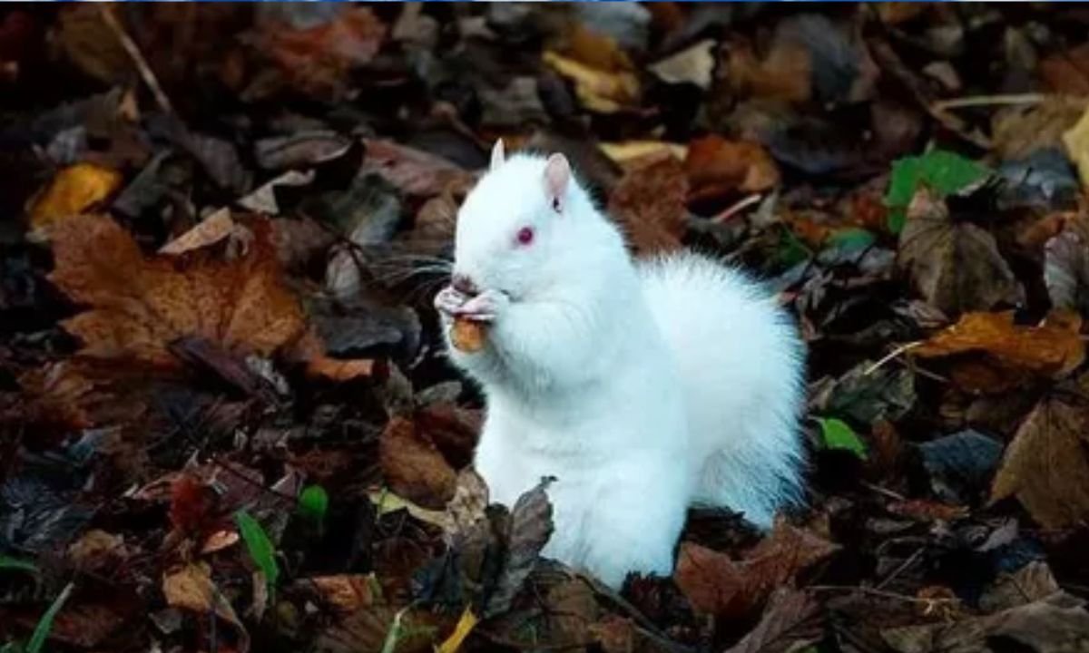 White Squirrel