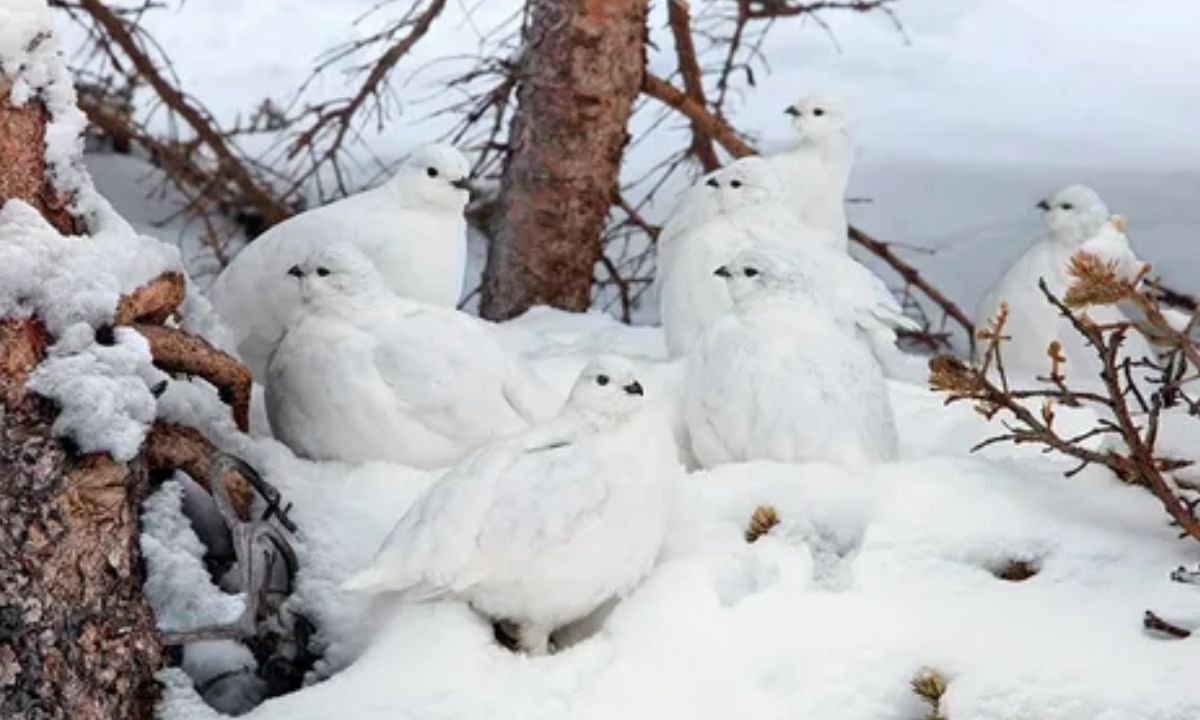 White-Tailed Ptarmigan