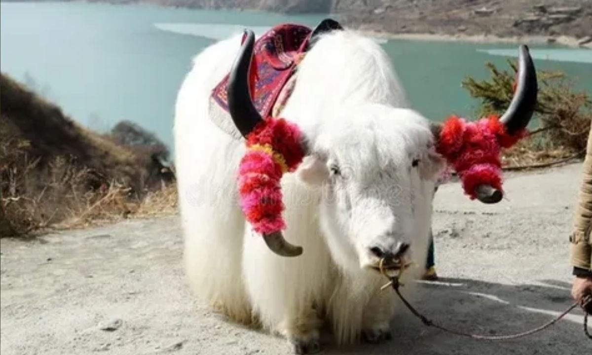 White Yak